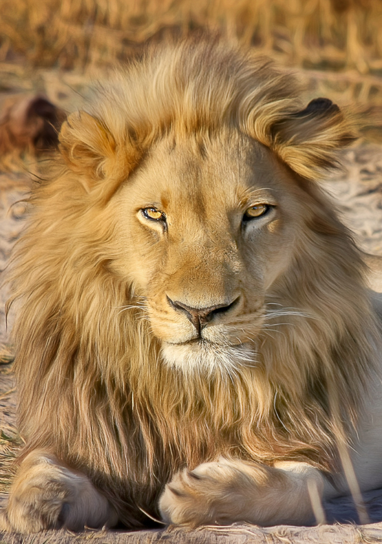 Safaris Africa
